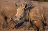 Serondella White Rhino Serondella White Rhino